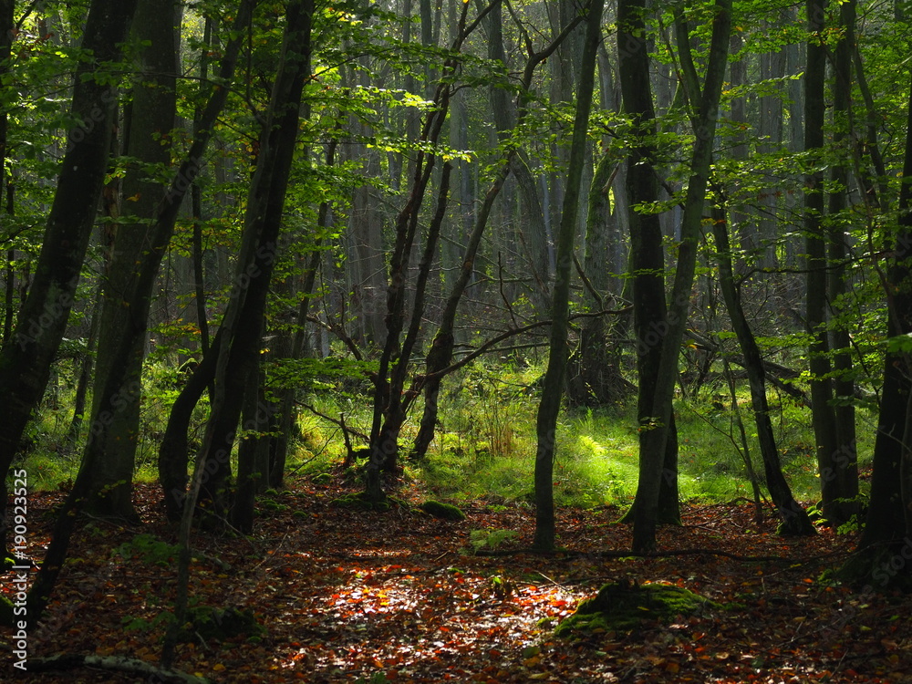 Fototapeta premium Darßer Weststrand, Nationalpark Vorpommersche Boddenlandschaft, Mecklenburg Vorpommern, Deutschland