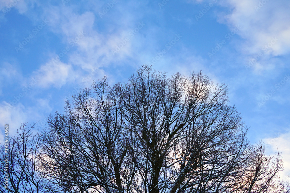 Top and crown of tree against the blue sky. Top and crown of tree against the blue sky.