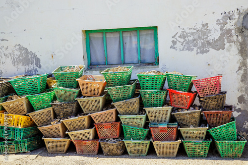 Colored waste plastic tray filled with oyster shells photo