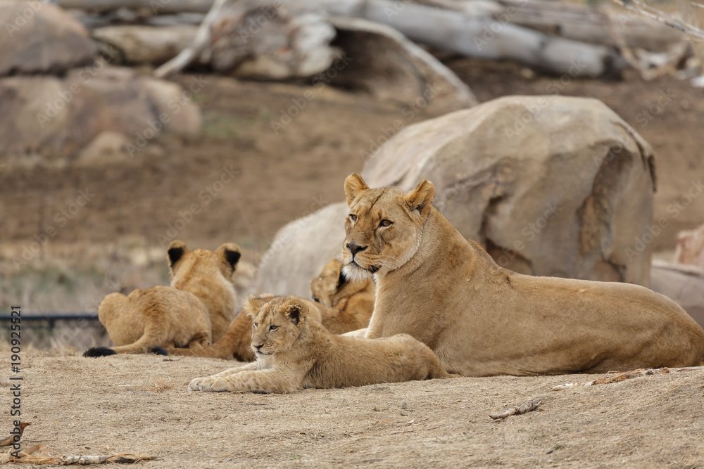 Fototapeta premium Female Lion Playing With Cubs - Denver Zoo Animal