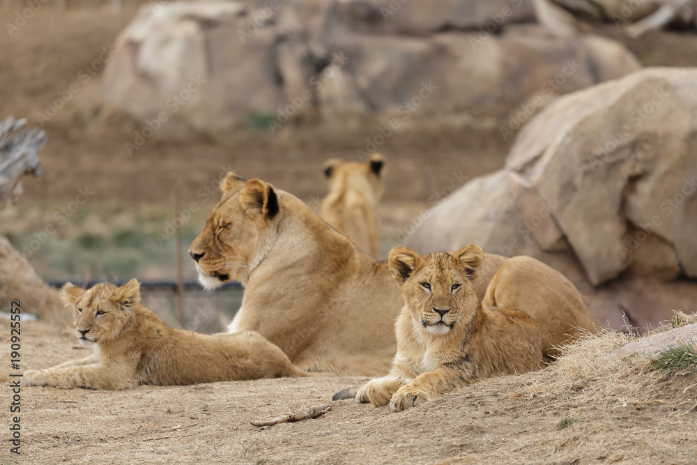 Female Lion Playing With Cubs - Denver Zoo Animal Female Lion Playing With Cubs - Denver Zoo Animal