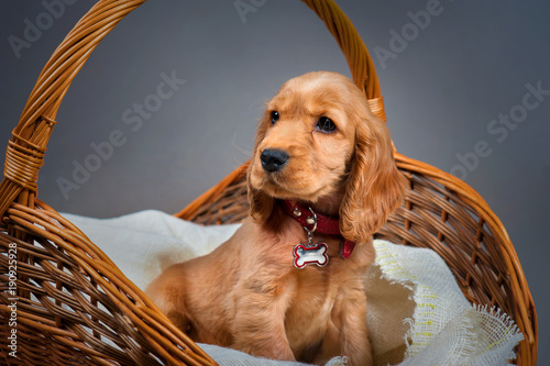 English cocker spaniel dog in a basket © pavlobaliukh