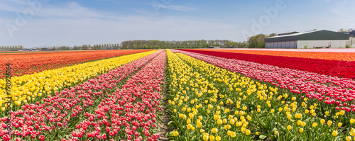 Panorama of a colorful tulips field in Holland photo