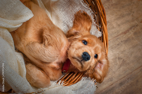 Bild auf Leinwand English cocker spaniel dog in a basket