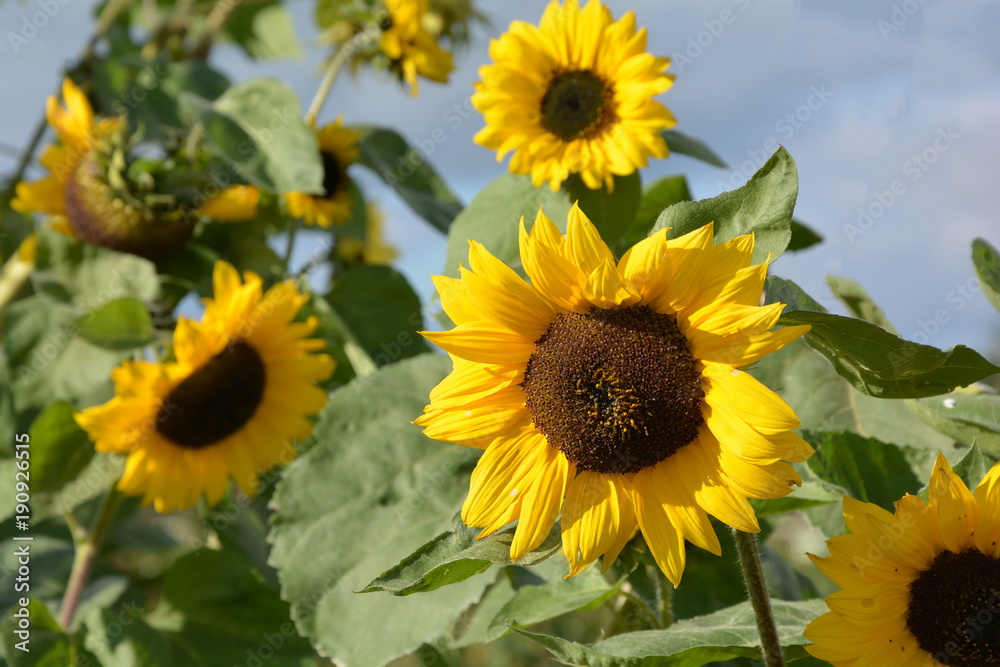 A beautiful sunflowers in garden A beautiful sunflowers in garden