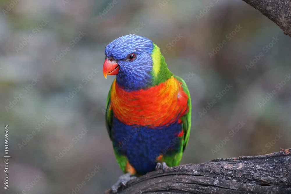 parrot in zoo