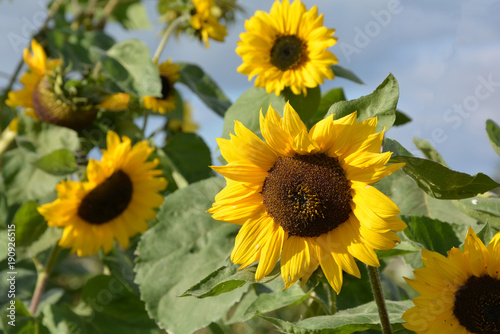 A beautiful sunflowers in garden