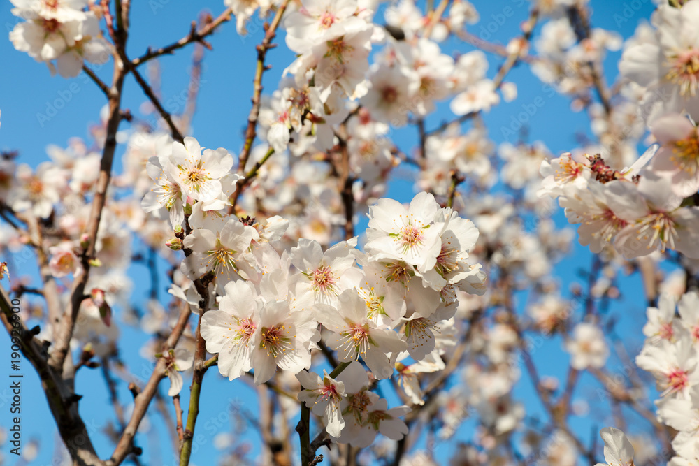 Branches of a blooming almond tree on the blue sky background.