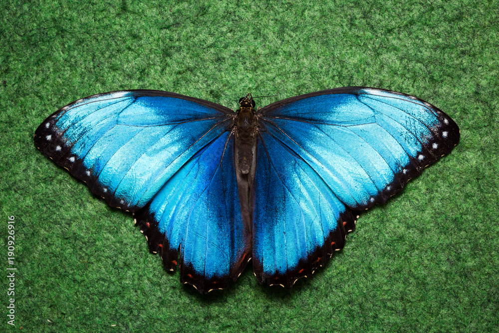 Blue exotic butterfly