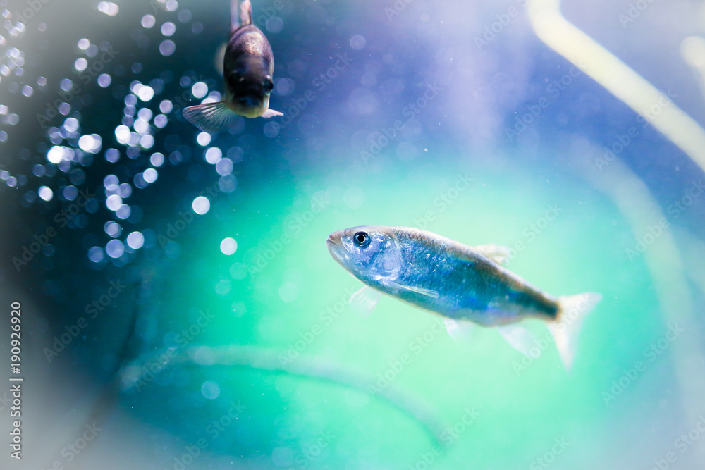 Fish swimming in aquarium