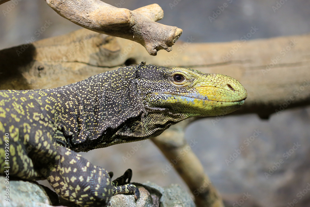 Monitor lizard close up