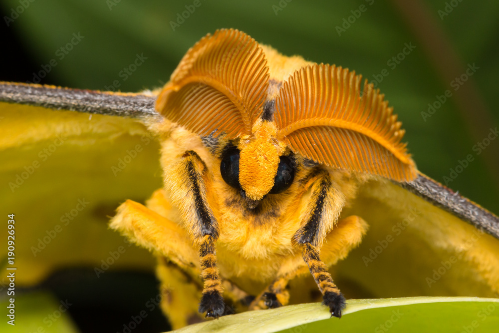 Yellow exotic butterfly