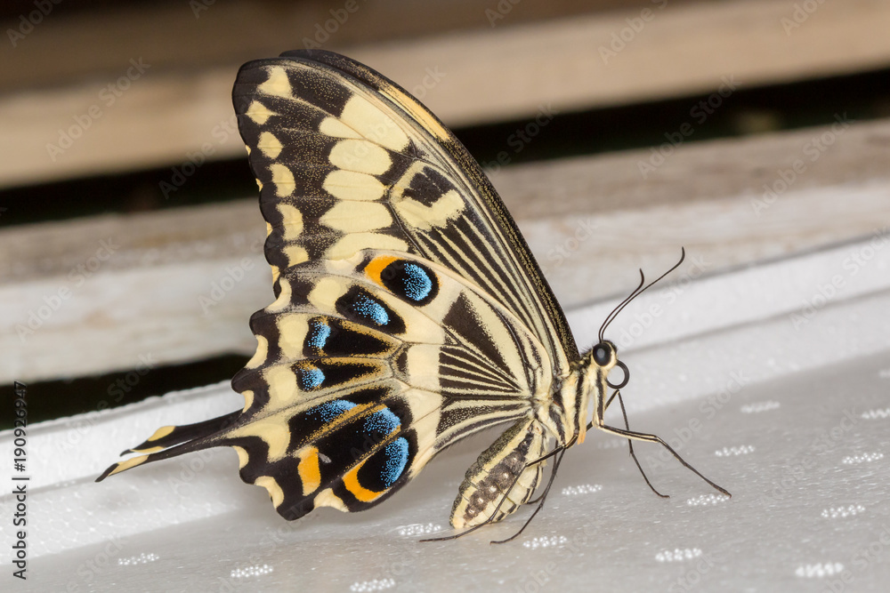 Scarce swallowtail
