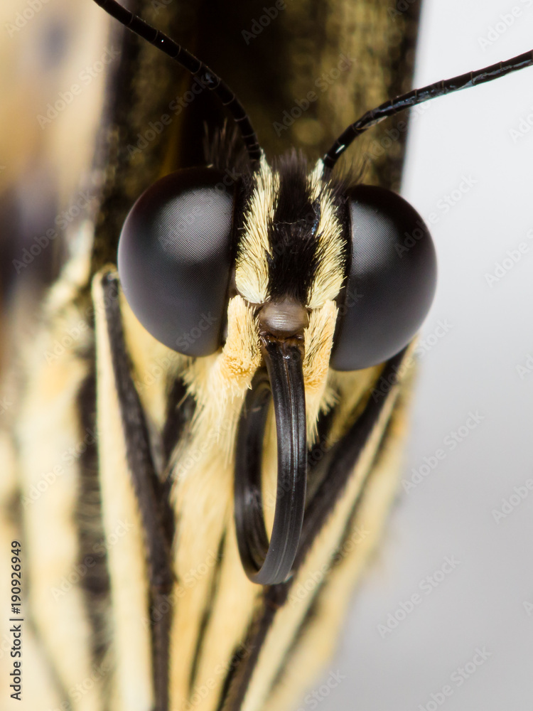 Butterfly extreme macro