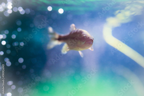 Fish swimming in aquarium