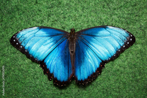 Obraz na płótnie Blue exotic butterfly w salonie