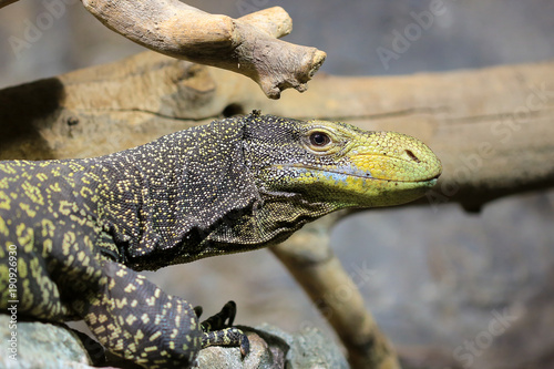 Obraz na płótnie Monitor lizard close up w salonie