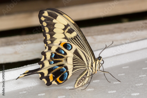 Obraz na płótnie Scarce swallowtail w salonie
