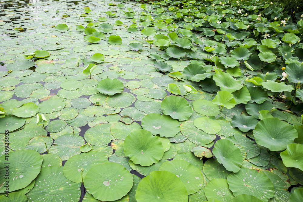 Water-lilies. Leaves of lotus in the pond. Water drops on lotus leaves Water-lilies. Leaves of lotus in the pond. Water drops on lotus leaves