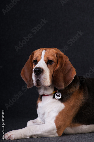 Beagle in studio portrait