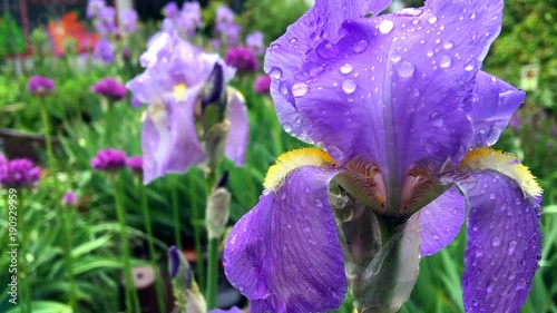 Fresh spring iris flowers wet with raindrops swaying in the wind in a green garden close-up