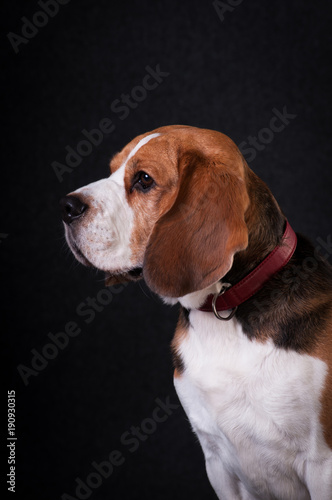 Fototapeta Naklejka Na Ścianę i Meble -  Beagle in studio portrait