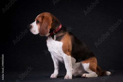 Beagle in studio portrait