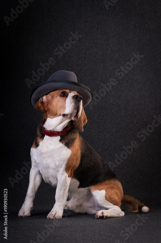 Beagle in studio portrait © GrasePhoto