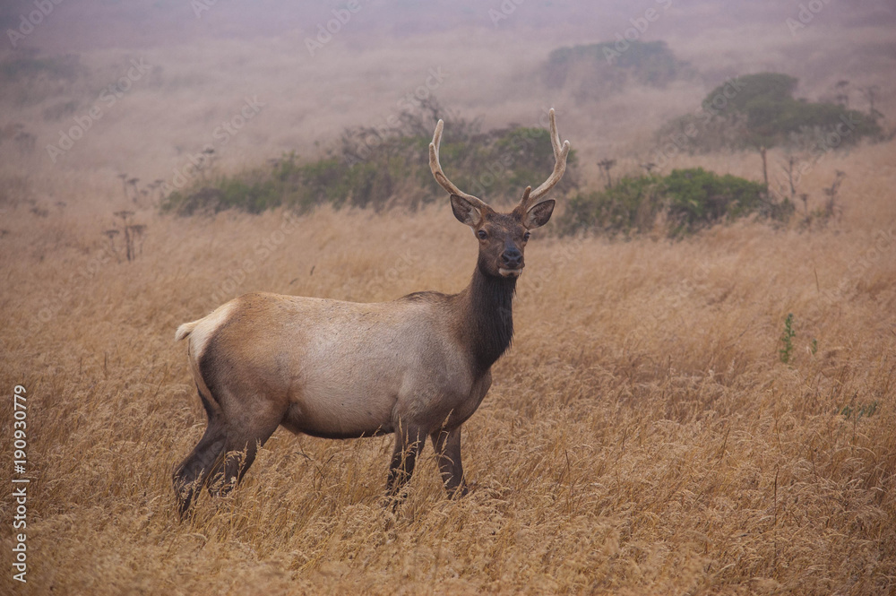 Fototapeta premium Tule Elk at Point Reyes National Seashore