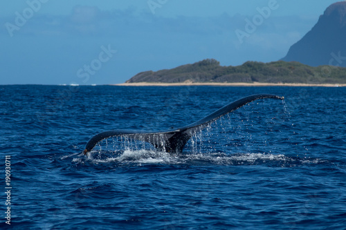 Whale showing off her tail of the Kauai island of Hawaii