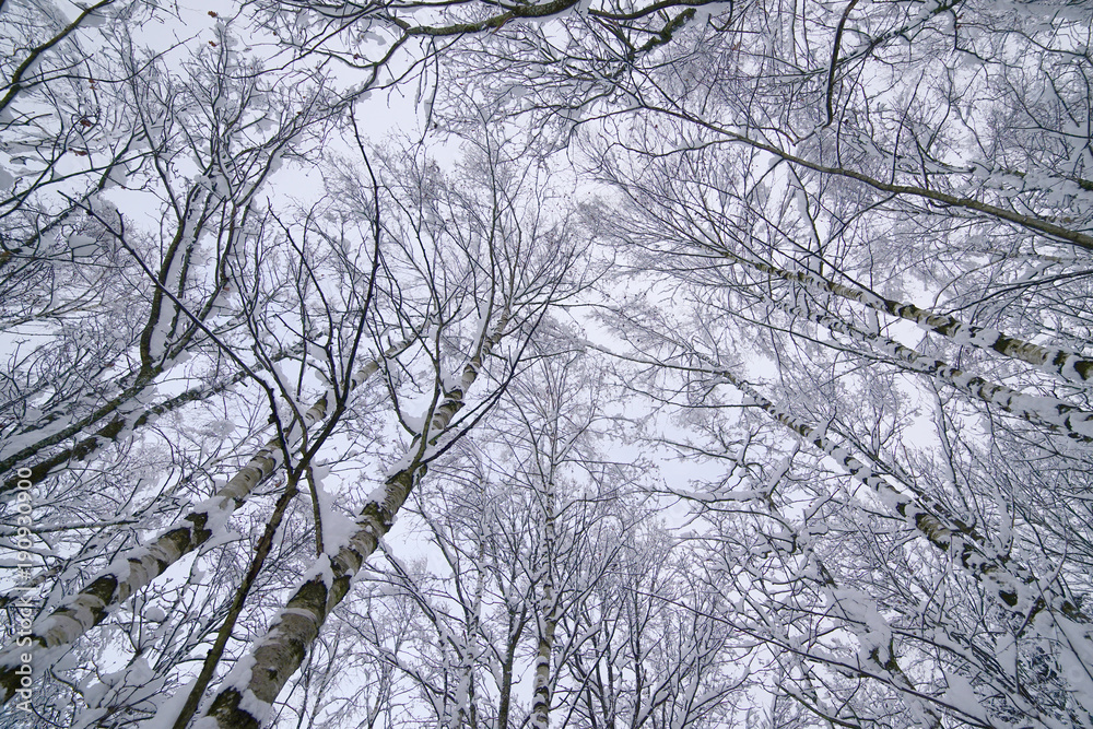 Tops and crowns of trees covered with snow. Tops and crowns of trees covered with snow.