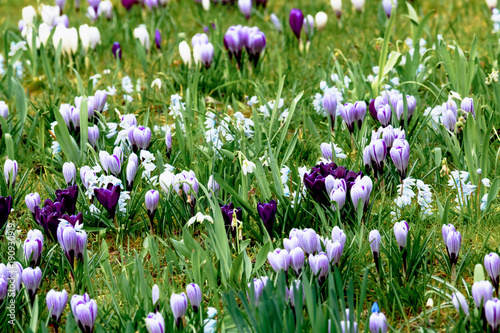 Weiss Violett gestreifte Krokus Blüten in einer Frühlingswiese