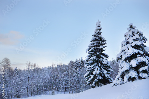 Winter forest in scandinavia. © oleksandr