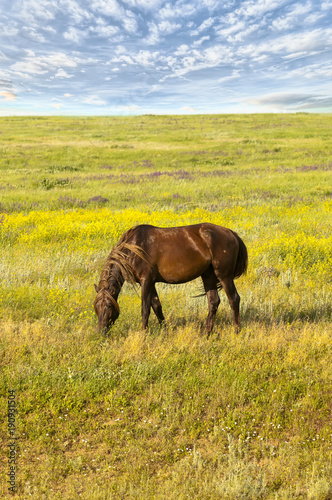 portrait of a wild horse © Юрий Бартенев