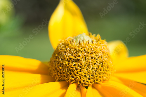 flower bun top photo
