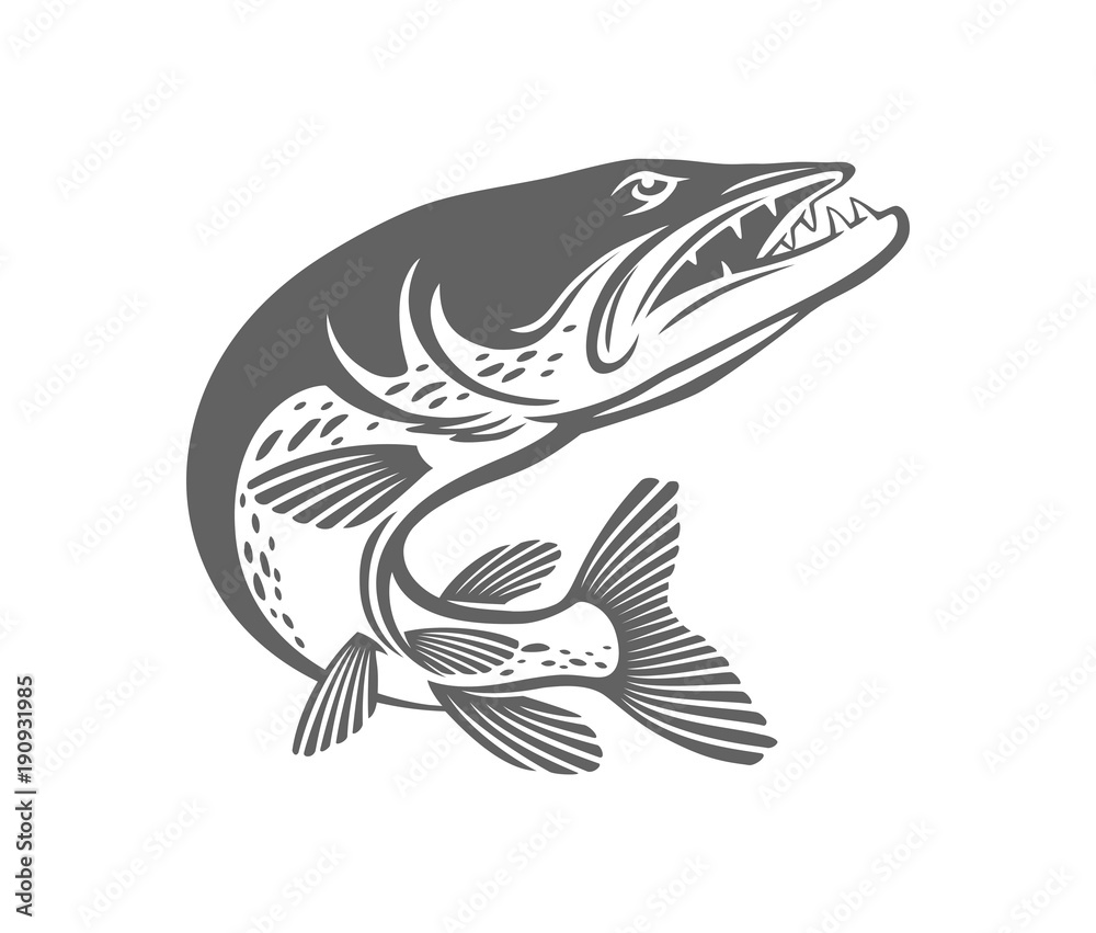 Obraz premium pike fish