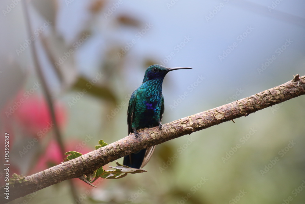 Naklejka premium Colibri ecuador