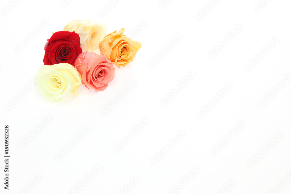 薔薇 薔薇
