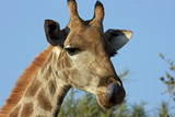 Giraffe showing her tongue