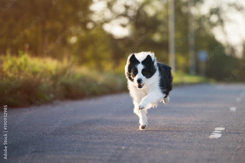 beautiful border collie dog running outdoors