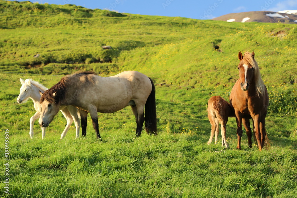 Naklejka premium Icelandic horse