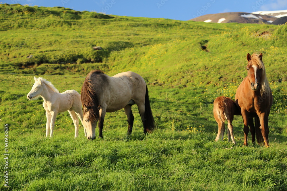 Obraz premium Icelandic horse