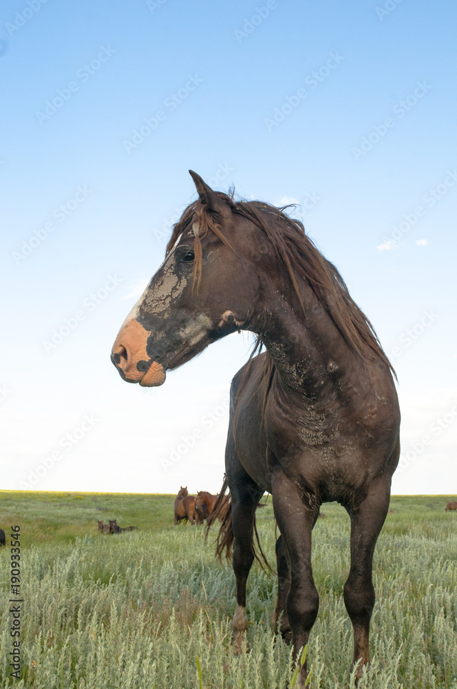 portrait of a wild horse portrait of a wild horse