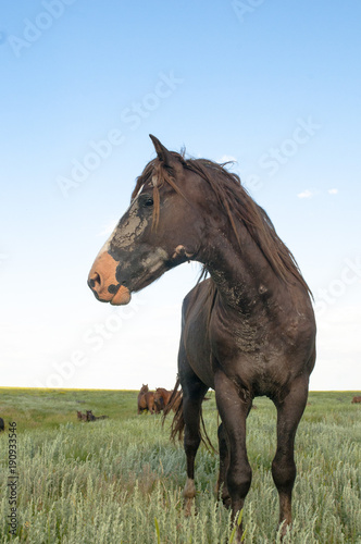 portrait of a wild horse