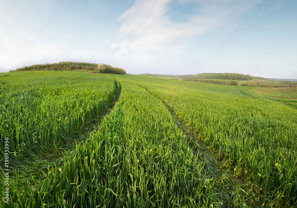 Field and sky in the summer time. Agricultural landscape