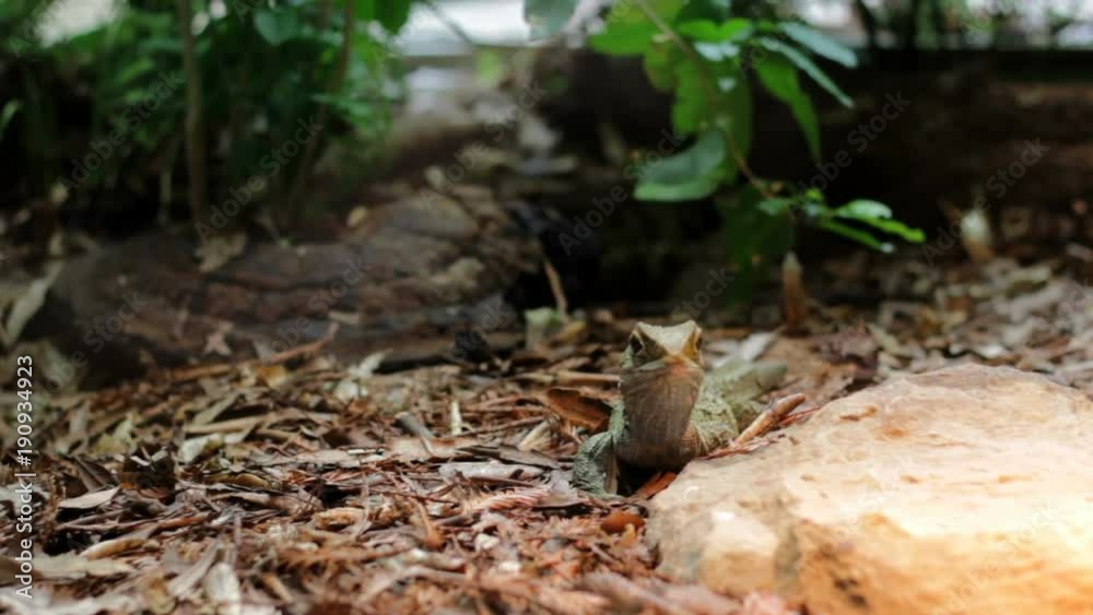 Tuatara, the rare native reptile of New Zealand Tuatara, the rare native reptile of New Zealand