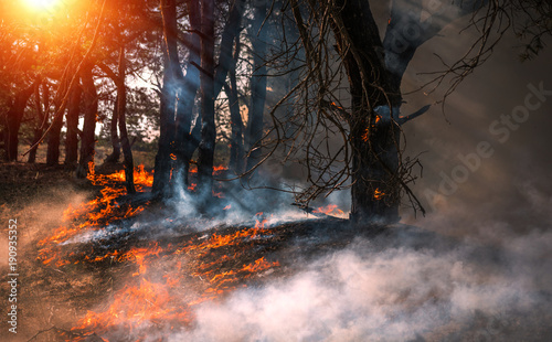  wildfire at sunset, burning pine forest .