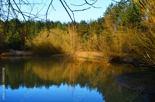 Pond in a woodland clearing