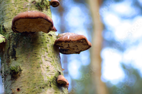 Mushrooms growing on a tree