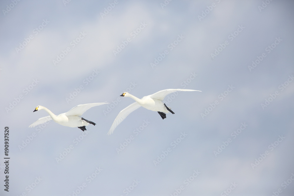 Tundra swan (Cygnus columbianus) in Japan Tundra swan (Cygnus columbianus) in Japan